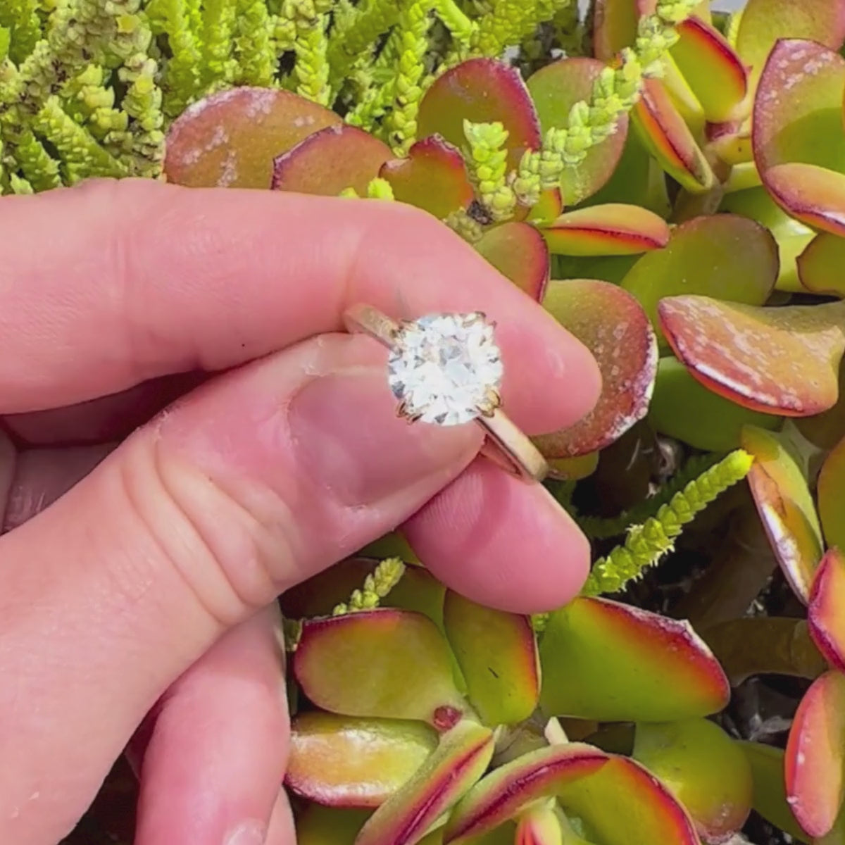Candid close up of large round brilliant solitaire ring in double claw prong setting held in hand against succulents.